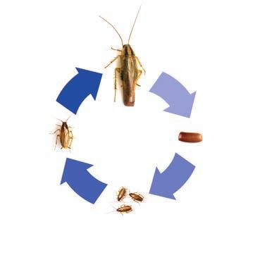 As such, their presence anywhere food is stored, processed or served is unacceptable. Controlling cockroaches in these environments, however, can prove challenging.