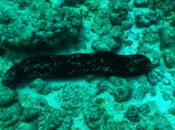Reef Stichopus chloronotus Greenfish