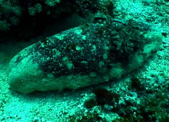 fuscogilva White Teatfish Diver surveys deep