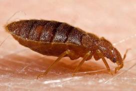 Maintaining a killing zone Practical temperatures and exposure times for killing bed bugs are substantially higher than previously thought in the industry.