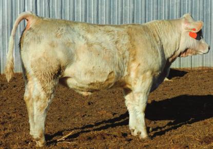 MT at Philip Livestock Auction Philip, SD Sale Day Phone: 605-859-2577 SELLING: 45