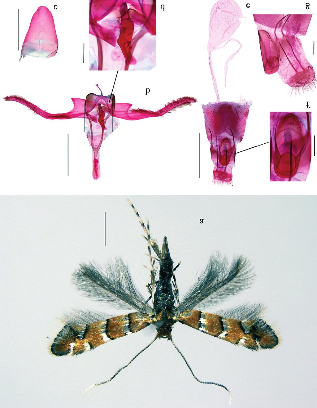 158 Cai et al. ENTOMOL. FENNICA Vol. 26 Fig. 1. Adult of Hyloconis longivalvata Li, sp. n. a d, paratype male, genitalia slide No. LTT12807; e g, paratype female, e f, genitalia slide No. LTT12806. a. Adult. b.