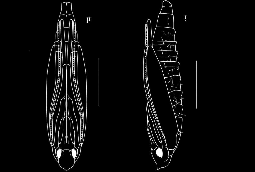 Enlarged frontal process. c. Dorsal view. d. Enlarged frontal process. e.