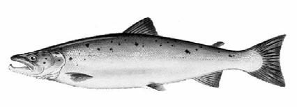 6 Saalis, tuhatta tonnia 4 2 Salmon catches 22-31 0 1974 1978 1982 1986 1990 1994 1998 2002 2006 Saalis, tonnia 800 RIVER COAST