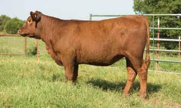 Based on pedigree and phenotype, this heifer will mature into a moderate-framed cow that will be efficient. Thump continues to impress with consistent performance.