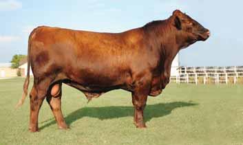 Here is your chance to own a bull that is packed with Red Angus genetics that are known for their ability to produce cattle that are referred to within the industry as excellent and high performing.
