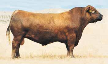 Milo s dam, Lucia, is one of top females at Henderson farm posting a very impressive track record. Milo himself has all the attributes of become a leading herd sire in any program.