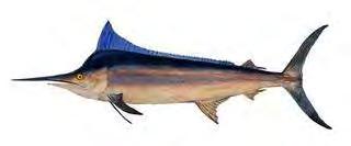 Main species of Billfishes" in the