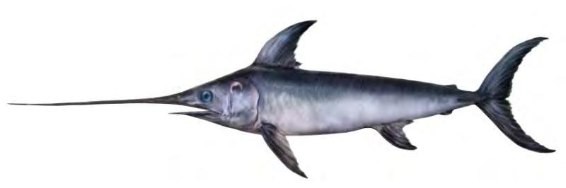 1758) Swordfish Istiompax indica