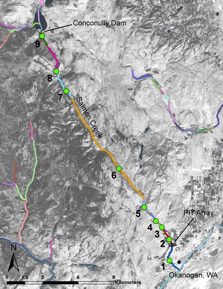 . Figure 11. Salmon Creek juvenile O. mykiss mark-recapture (green numbered dots) and strata (colored stream lines).