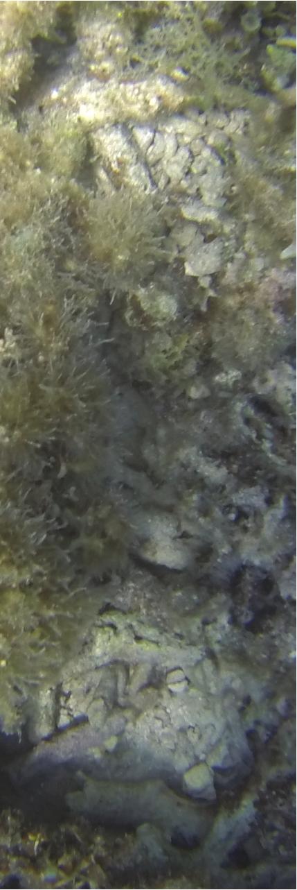 recently dead corals are partially obscured by algae.