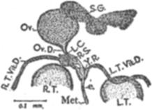 The genital pore is situated to the left of the mid-iongitudinal axis, in between the fork of the intestinal bifurcation and acetabulum and is guarded by a muscular small sucker. It is 0.4-0.41 mm.