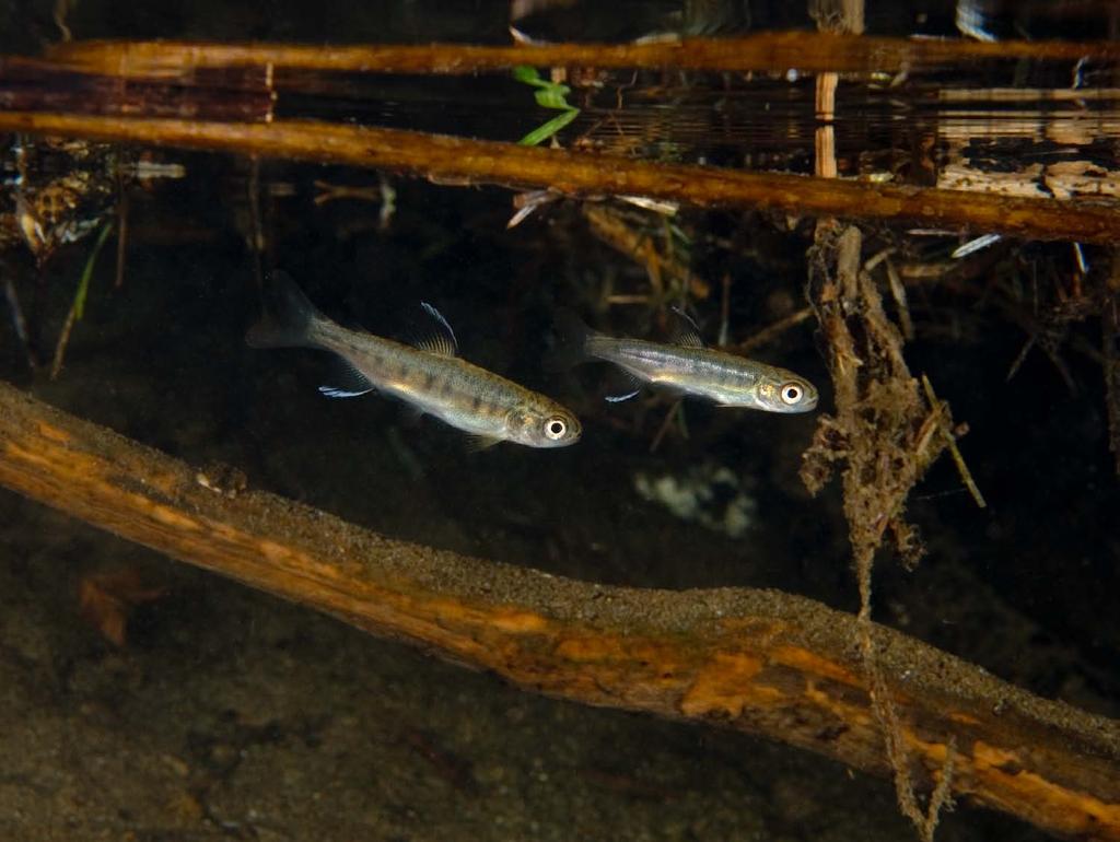 M. Bond Coho salmon fry in a