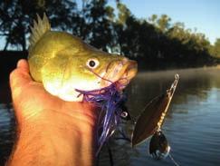 Equipped with all three models in the TT Lures spinnerbait range, the Vortex, Striker and the Torpedo in various weights and colours, it was decided to put our own spin on