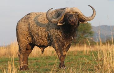 BREEDING STOCK HUNTING k El Toro is currently a young, 5½ year old 47 1 / 8 buffalo bull, with an incredible SCI score of 129.