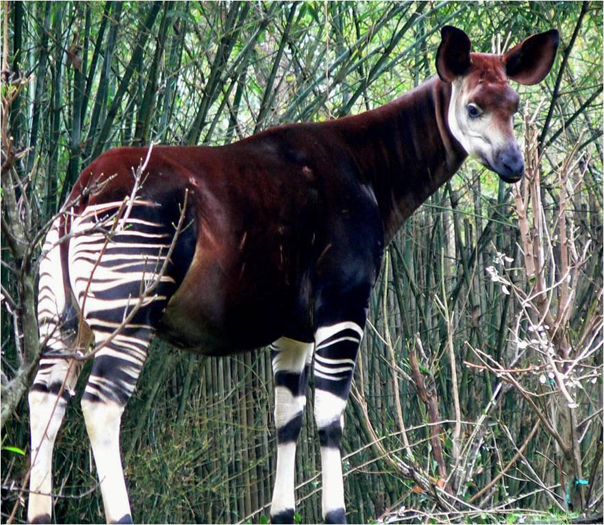 Okapi Houses These animals are very shy so please remember to be quiet in their houses. The okapi s long, blue tongue. It is so long the okapi can even use it to clean out their eyes and ears!