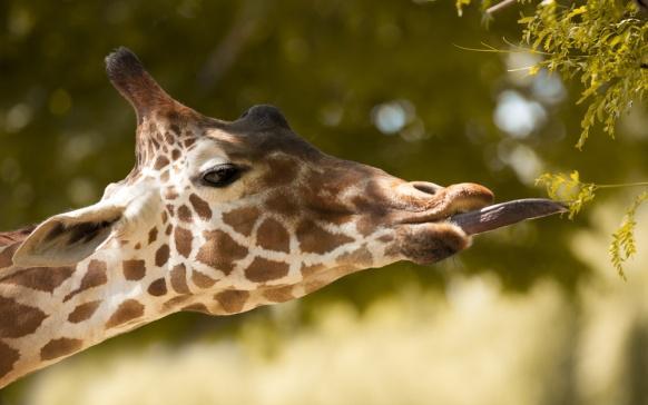 Giraffe House Long dark tongues! Giraffes have very long tongues which can be up to 45cm long! They are a dark blue-grey colour to protect them from getting sunburnt.