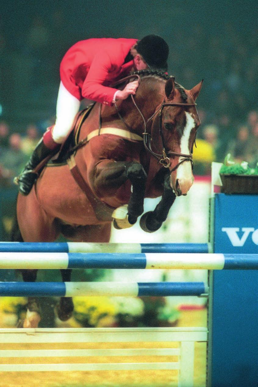 predicate stallion text : Gemma Jansen photos :, Jacob Melissen Animo Olympic Competitor and Sport Horse Sire Animo was an impressive jumper in his time.