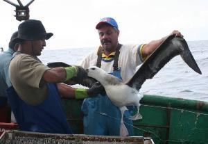 onboard observers perform two jobs, collect research data for Projeto Albatroz database and keep the educational work that is made on the harbors with the fishermen and skippers.