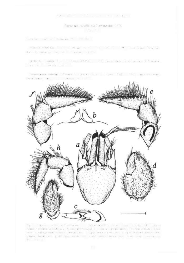 RAFFLES BULLETIN OF ZOOLOGY 1993 41(1) Paguritta corailicola Lewinsohn, 1978: 248, fig. 2 Paguritta corailicola Lewinsohn, 1978 (Figs. 5,6) Material examined.- Holotype - Female (SL = 3.