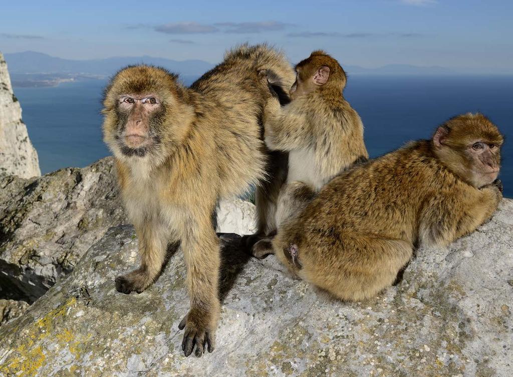 99 TEXT AND PHOTOS BY LUCA GIORDANO www.lucagiordanophoto.com www.facebook.com/monkeytalkgibraltar A family group of Gibraltar Barbary macaques Macaca sylvanus.