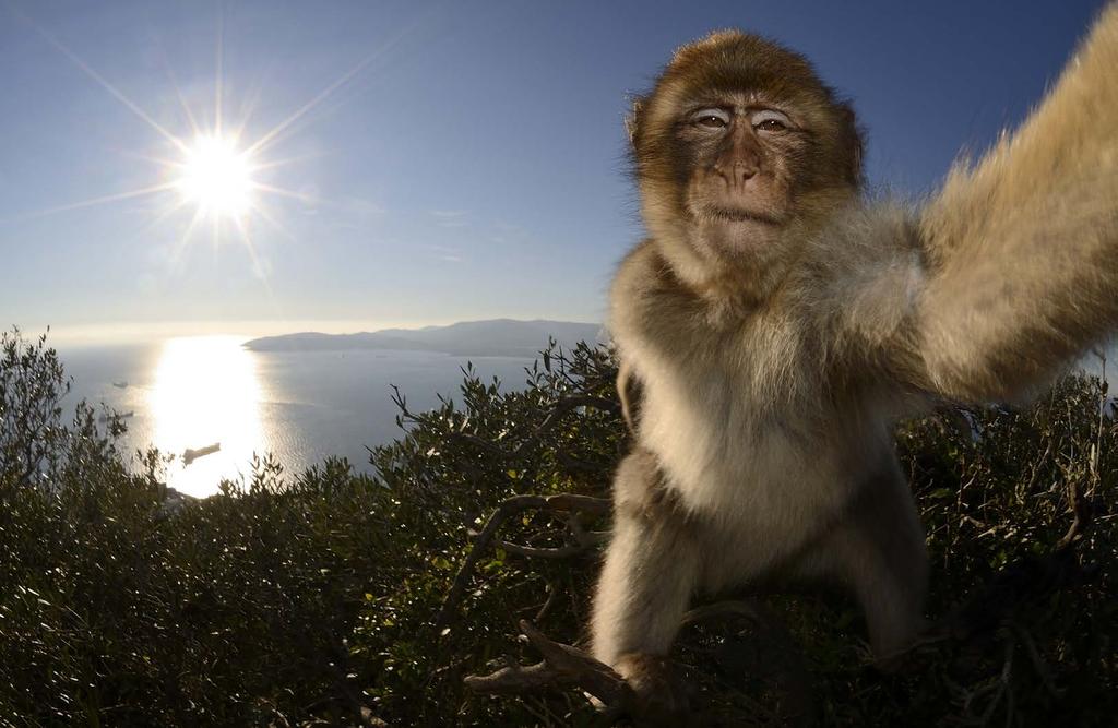 The Barbary Macaque population in Gibraltar is the only wild monkey population in the European continent.