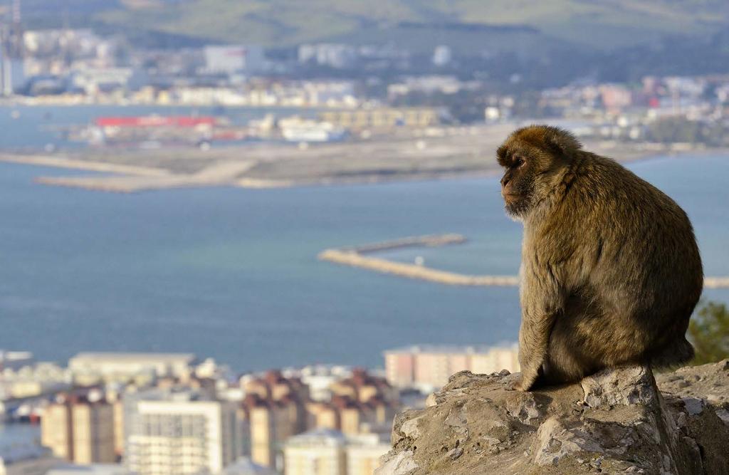 The Gibraltar Barbary macaques are considered by many to be the top tourist attraction in Gibraltar.