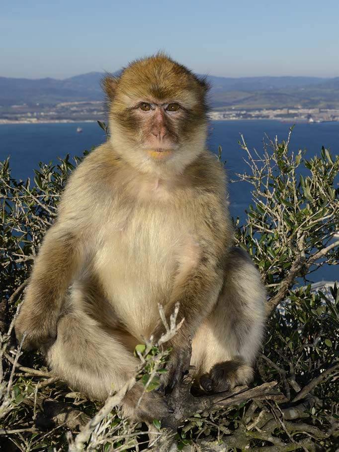 natural behaviours. Barbary macaques live in multi-male, multi-female societies of around 40 individuals, whereby each animal has a dominance rank.