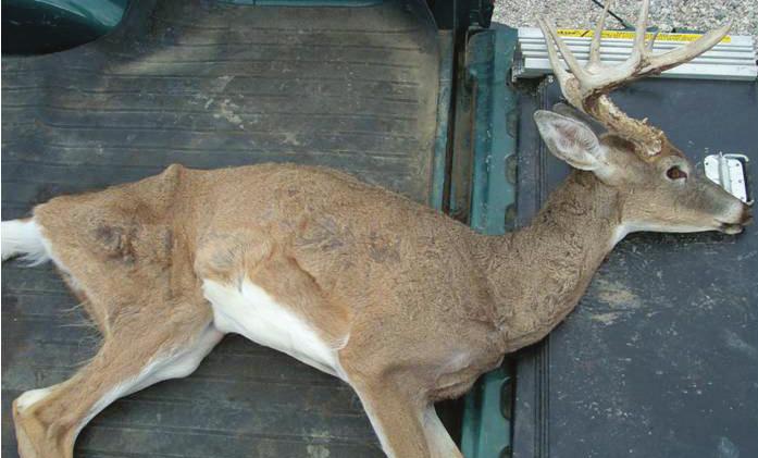 Chronic Wasting Disease Disease Data Chronic wasting disease (CWD) is a progressively degenerative fatal disease that attacks the central nervous system of members of the deer family.