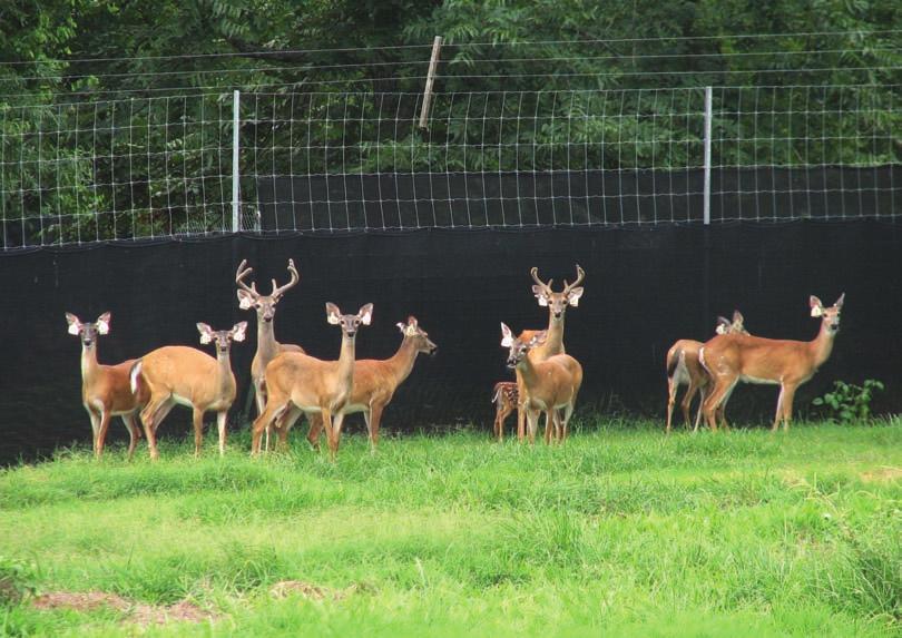 High-Fenced Enclosures Photo courtesy of MDWFP New regulations for high-fenced enclosures containing white-tailed deer became effective July 1, 2008.