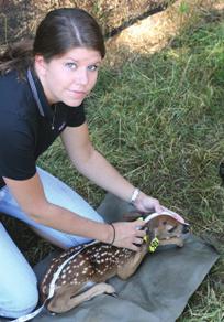 2007-2008 Research Project Summaries Regional Body and Antler Size Differences in White-tailed Deer: Habitat Quality or Genetics? Emily B. Clemons, Steve Demarais, Chad M.