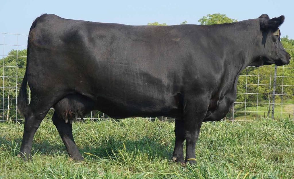 SAV Erica 3174 Reg: 17556303 Birth Date: 02/26/2013 Tattoo: 3174 A featured, pictured cow on the SAV website and program, her progeny averaged