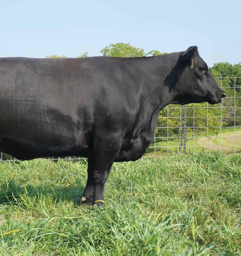 Her sire is the $200,000 Genex AI bull, SAV Angus Valley 1867. Her dam, SAV Erica 0375, is a high-end producer in the SAV herd.