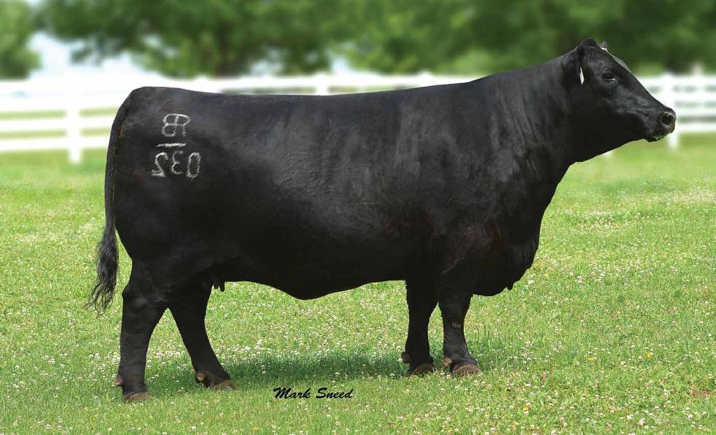 RB Lady Net Worth 308-032 Reg: 16859420 Birth Date: 01/03/2010 Tattoo: 032 She is full sister to the champion bull at the 2010 Midland Bull Test, America s largest and most prestigious bull test,