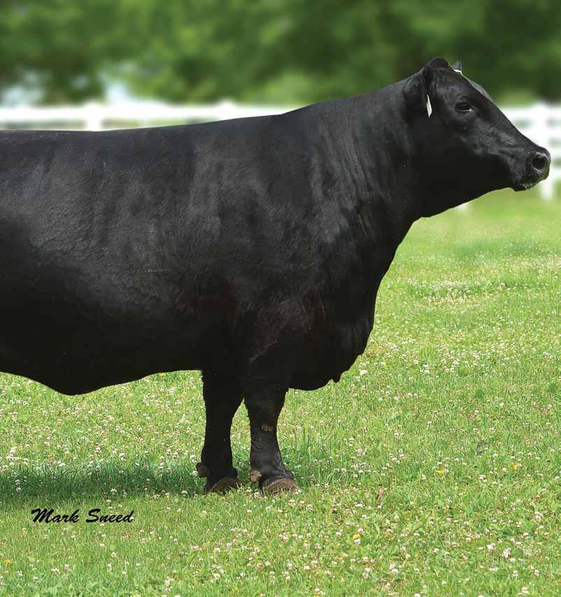 Lady 308-032 is a proven donor and a true powerhouse; in the words of Glen Davis at Riley Bros, She has been a crowd favorite since she was a calf, from visitors across the world.