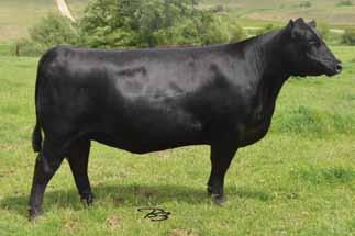 Her sire, Sitz Upwards 307R, sold 1/2 interest for $85,000 in 2006, and is one of the breed s most popular AI sires.