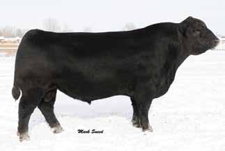 Of over 300,000 active registered Angus dams in the breed, she ranks in the following EPD s: Top 1% Weaning Weight EPD (WW), expressed in pounds, is a predictor of a sire s ability to transmit