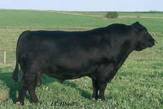 She is one of the single greatest cows ever bred by Jim ONeill.