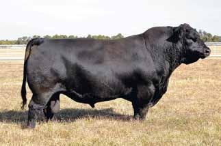He has produced some magnificent offspring, many of which have topped sales nationally.