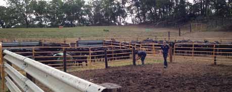 improved feedlot performance, or improved carcass traits when selling on the grid.