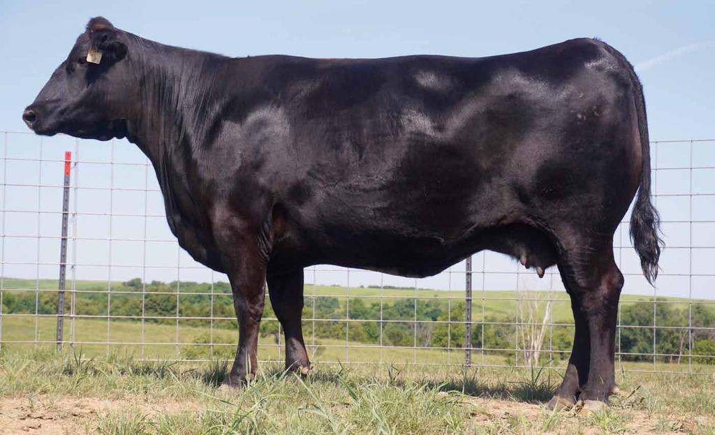 She has shattered all records as the number one income-producing cow in SAV history, generating millions in progeny. 127 Direct sons and daughters of 4136 have averaged $30,000.