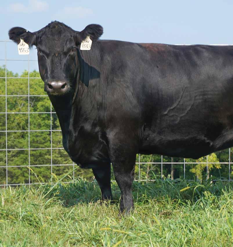 Her dam, SAV Blackcap May 4136, has been one of the most influential cows ever to exist in the Angus breed.