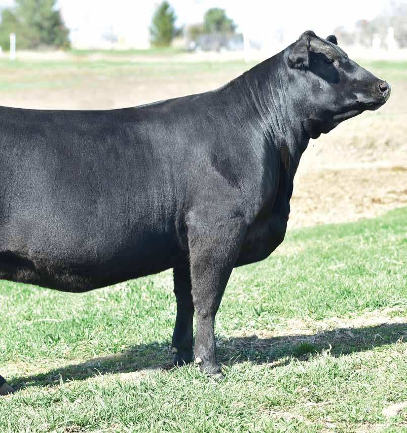 Blackcap May Scheckel D4136 Reg: 18834564 Birth Date: 12/10/2016 Tattoo: 7213 Pictured as a heifer Full sister to nine million dollar breed icon, SAV Blackcap May 4136.