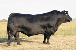 She has shattered all records as the number one income-producing cow in SAV history, generating millions in progeny.