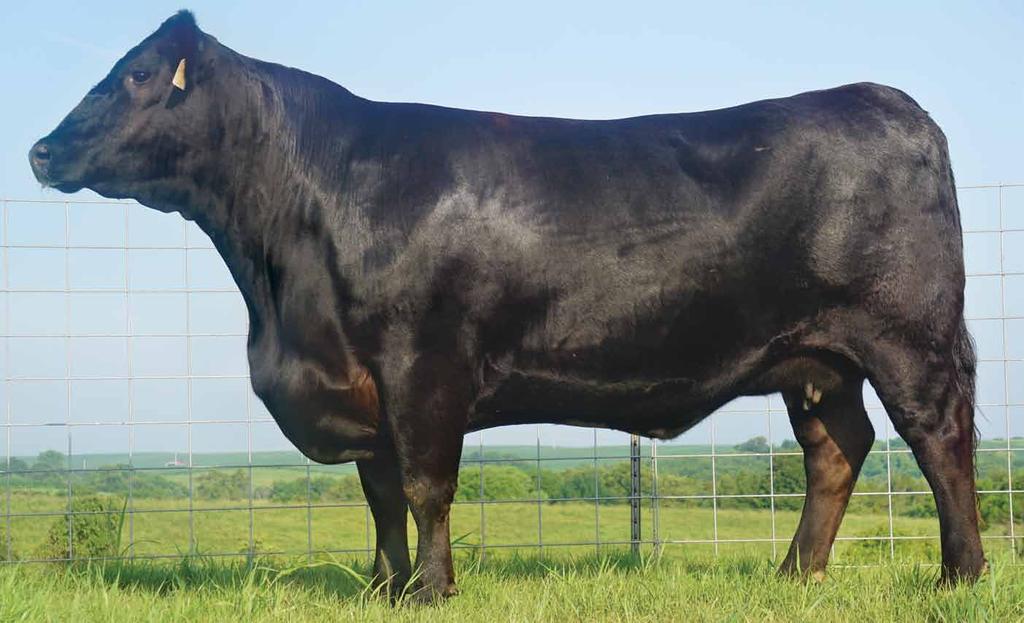 SAV Emblynette 5454 Reg: 18194144 Birth Date: 01/02/2015 Tattoo: 5454 Full sister to the $400,000 SAV International 2020, sold as lot #1 in the 2013 production sale.
