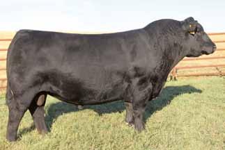 Of over 300,000 active registered Angus dams in the breed, she ranks in the following EPD s: Top 5% Weaning Weight EPD (WW), expressed in pounds, is a predictor of a sire s ability to transmit
