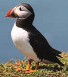 It is a United Nations World Heritage Site. Figure 1.35 Puffins started to nest on Surtsey in 2002.