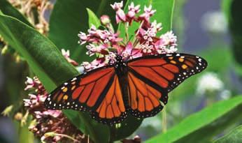 The adult monarch butterfly feeds on the nectar in the flowers of the milkweed plant and pollinates it. The butterfly also lays its eggs on the plant.