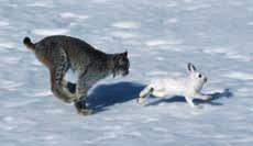 DI Key Activity A10 Inquiry Activity Predation Simulation Lynx are members of the cat family that live by preying on snowshoe hares (Figure 1.44).