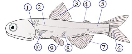 dorsal fin (4) fat fin, (5) caudal peduncle,